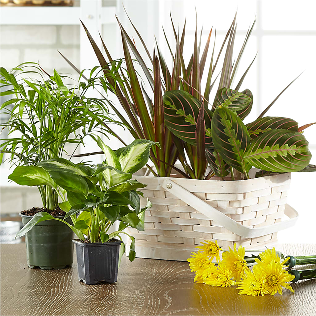 Florist Designed Blooming and Green Plants in a Basket – Atkinson Florist, Thornhill ON