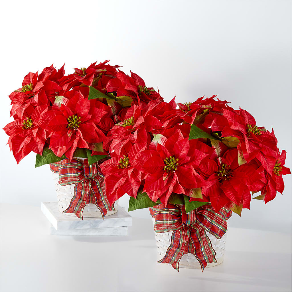 Happiest Holidays Poinsettia Bundle – Atkinson Florist, Thornhill ON