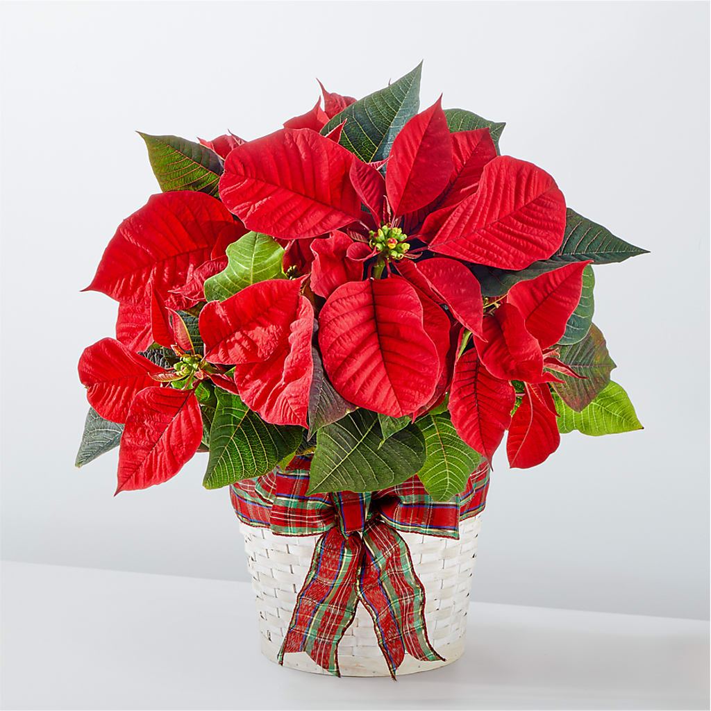 Happiest Holidays Poinsettia – Atkinson Florist, Thornhill ON