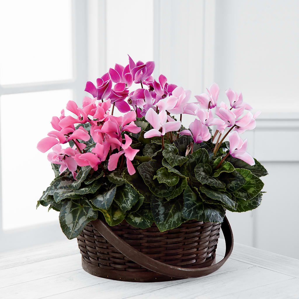 Mixed Cyclamen Planter – Atkinson Florist, Thornhill ON