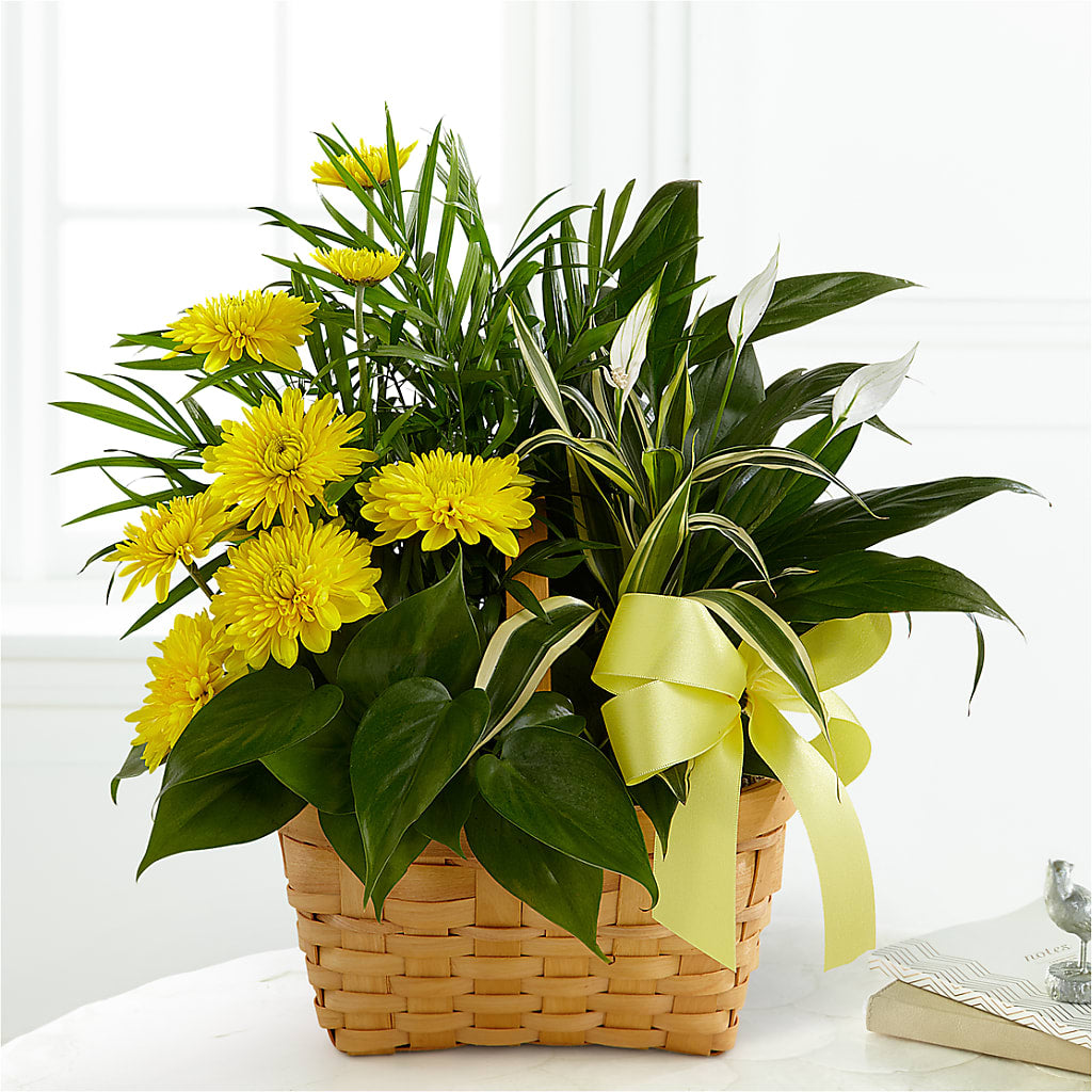 Loving Light Dishgarden – Atkinson Florist, Thornhill ON