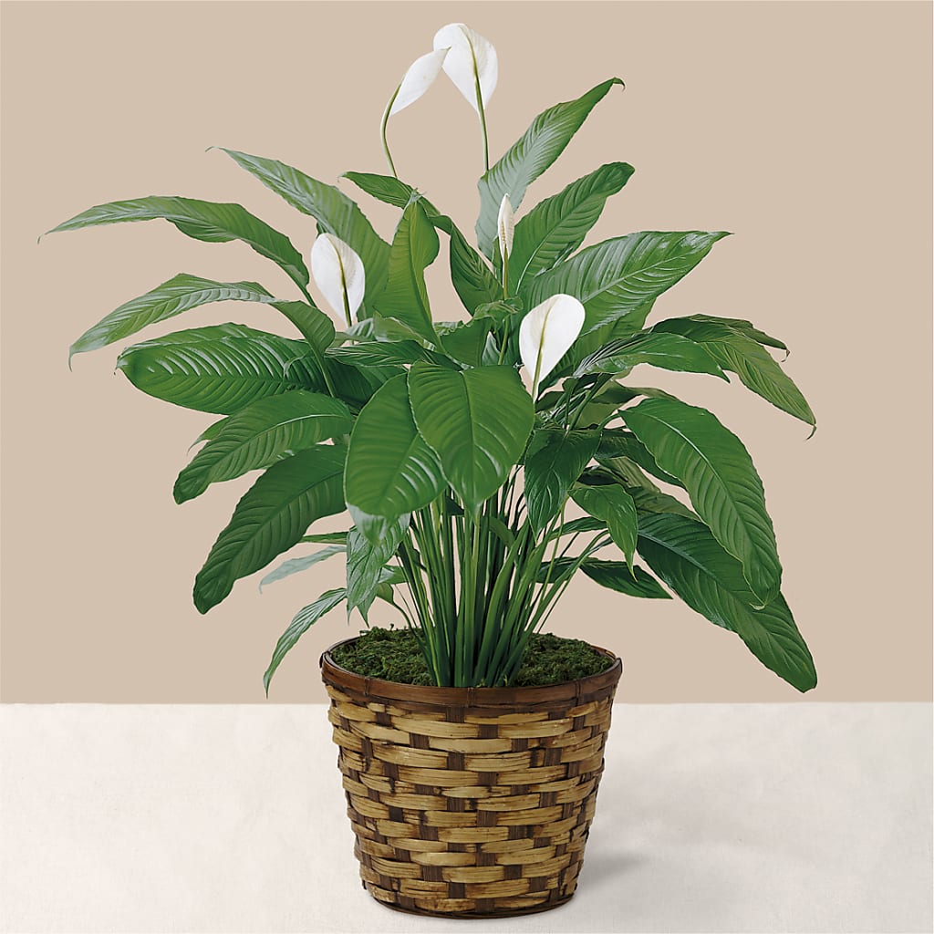 Tranquil Moments Peace Lily Plant – Atkinson Florist, Thornhill ON