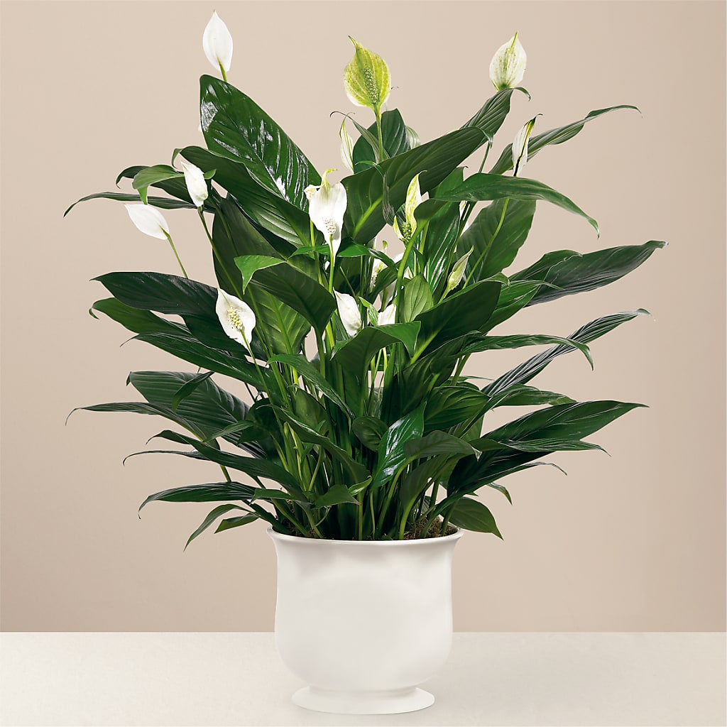Comfort Planter – Atkinson Florist, Thornhill ON