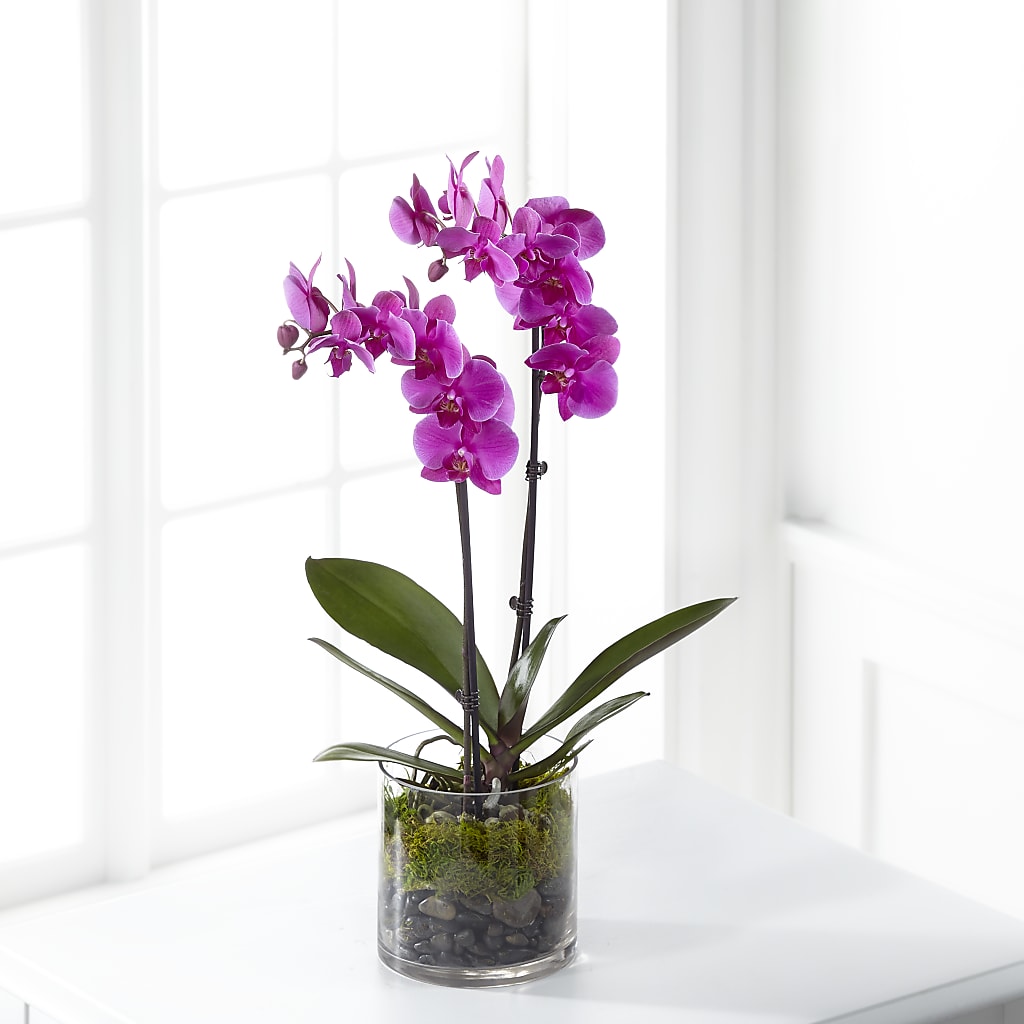 Pink Orchid Plant – Atkinson Florist, Thornhill ON