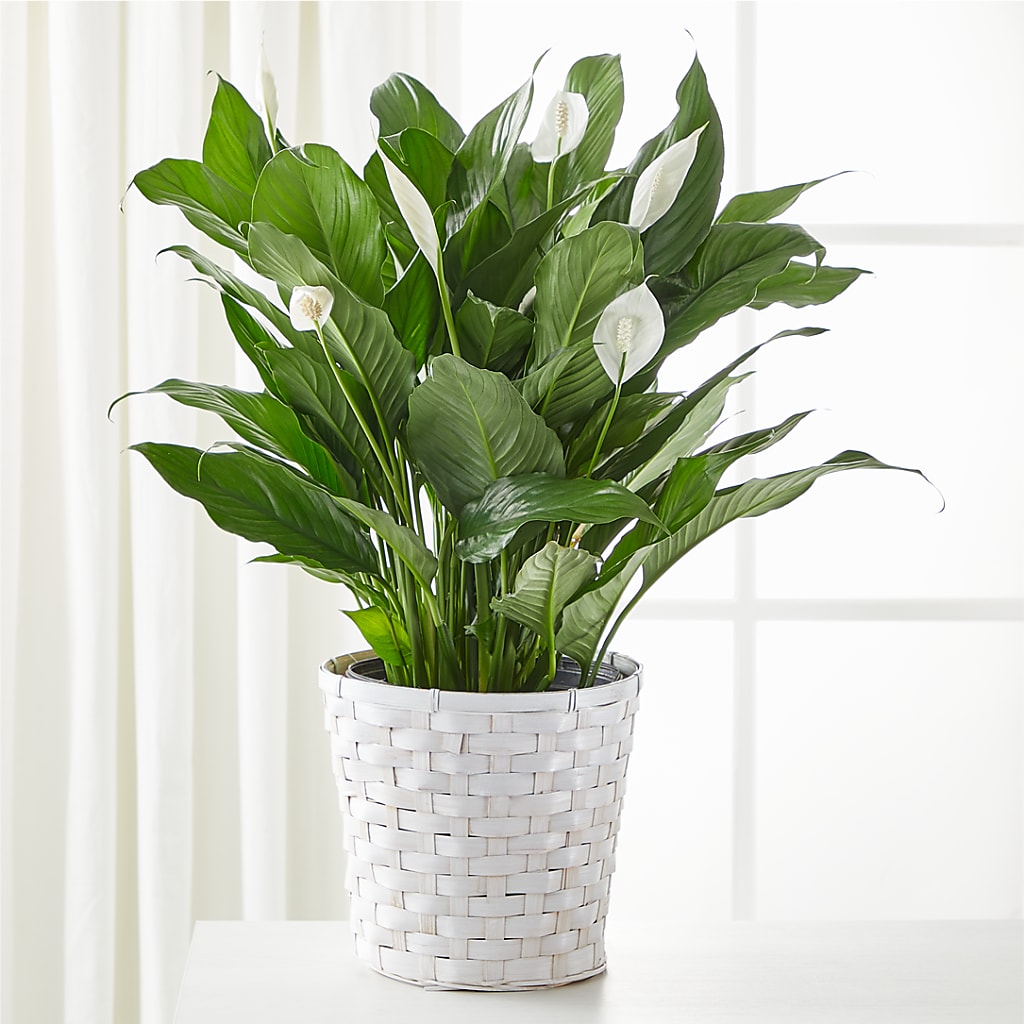 A New Leaf Peace Lily – Atkinson Florist, Thornhill ON