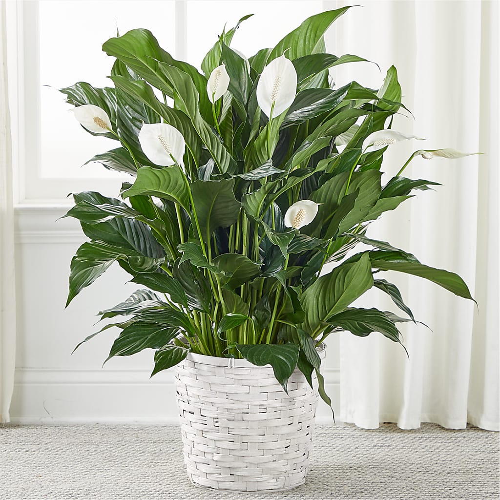 A New Leaf Peace Lily – Atkinson Florist, Thornhill ON