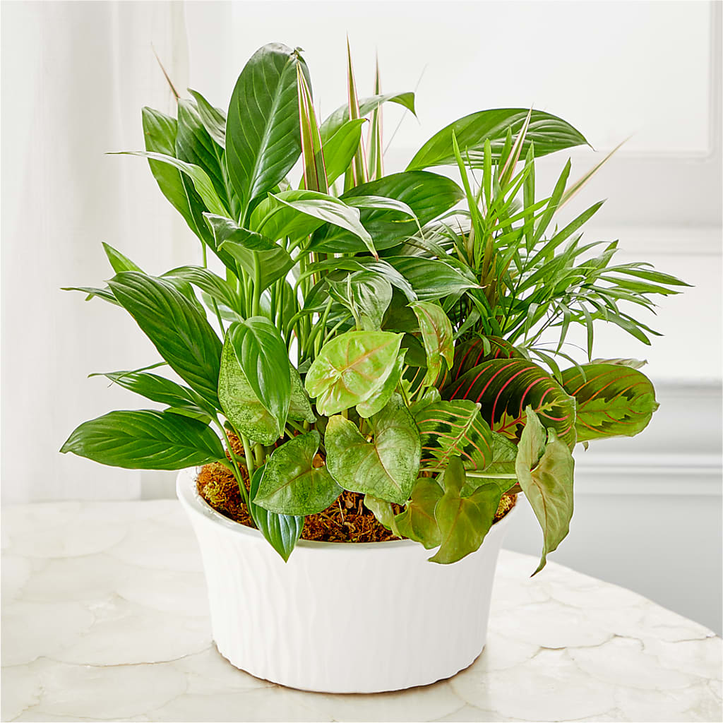 Balance & Harmony Dishgarden – Atkinson Florist, Thornhill ON