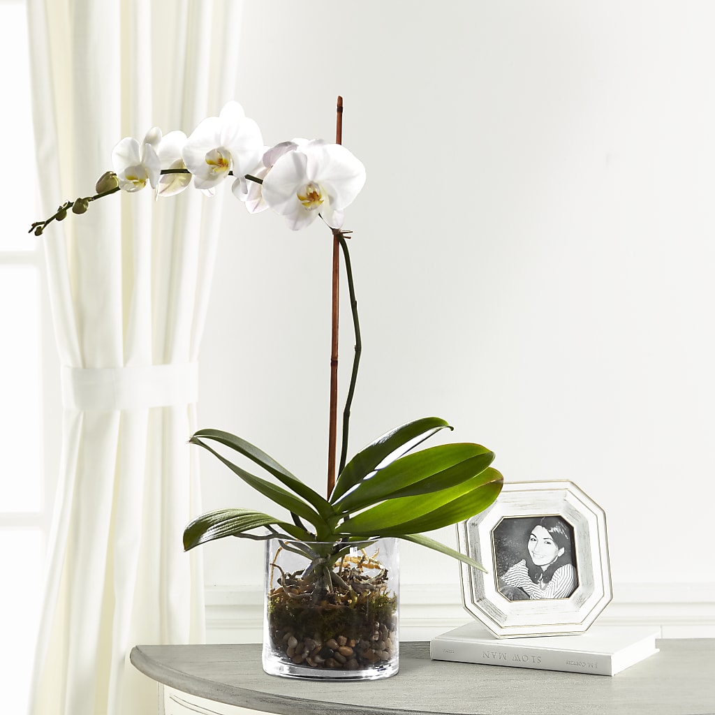 White Orchid Planter – Atkinson Florist, Thornhill ON