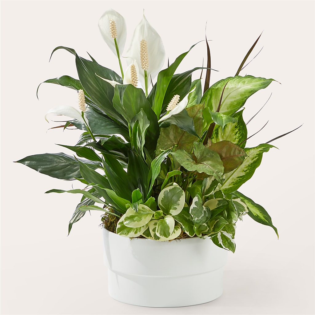 Radiating Positivity Dishgarden – Atkinson Florist, Thornhill ON