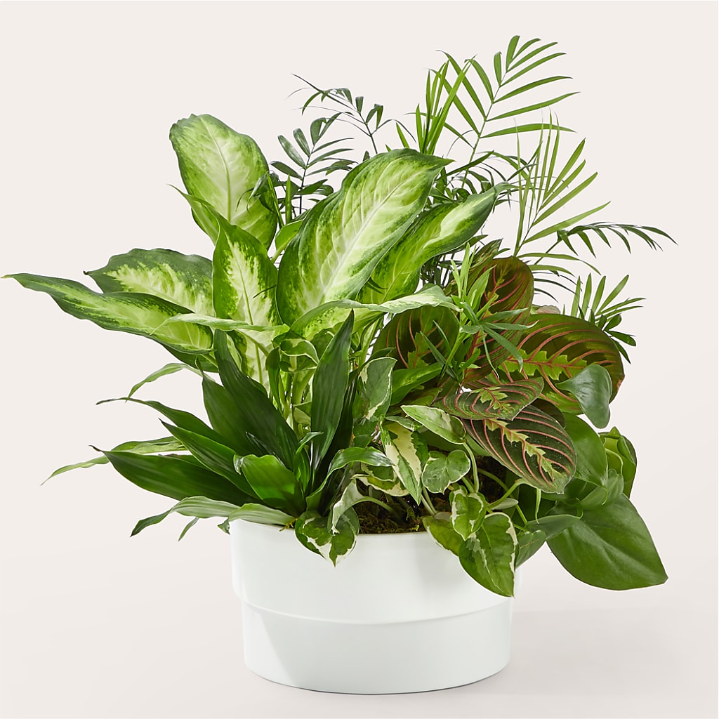 Radiating Positivity Dishgarden – Atkinson Florist, Thornhill ON