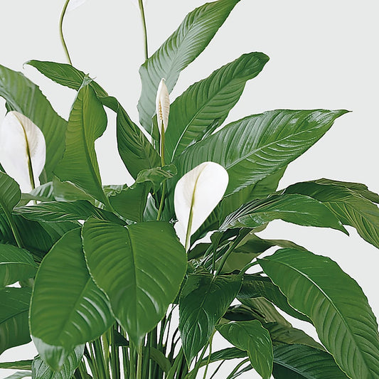 Tranquil Moments Peace Lily Plant –  Atkinson Florist, Thornhill ON