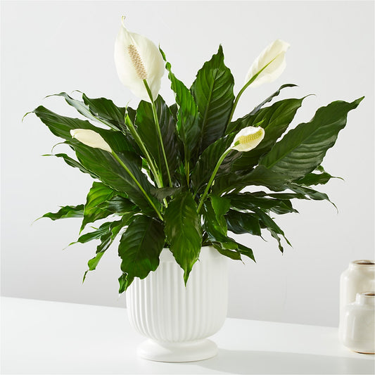 Comfort Planter –  Atkinson Florist, Thornhill ON