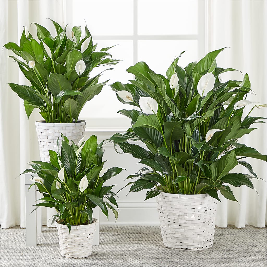 A New Leaf Peace Lily –  Atkinson Florist, Thornhill ON