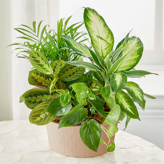 Balance & Harmony Dishgarden –  Atkinson Florist, Thornhill ON