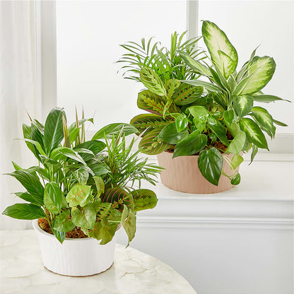 Balance & Harmony Dishgarden –  Atkinson Florist, Thornhill ON