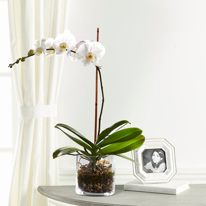White Orchid Planter –  Atkinson Florist, Thornhill ON