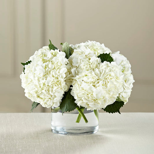 Ramo de hortensias blancas